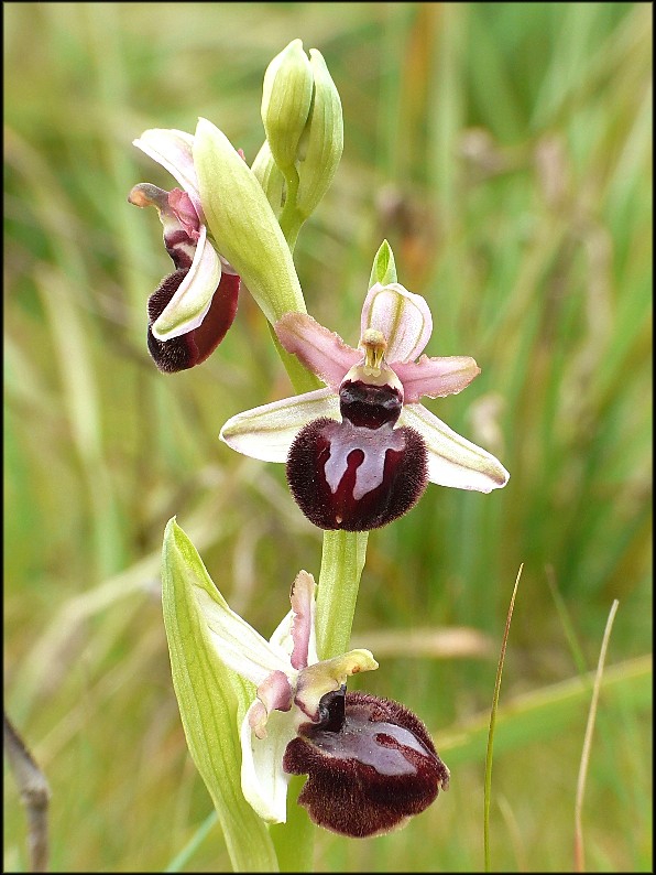 Ophrys sipontensis